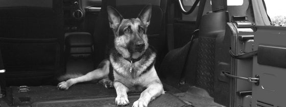 Cooper, The Chief Barking Officer