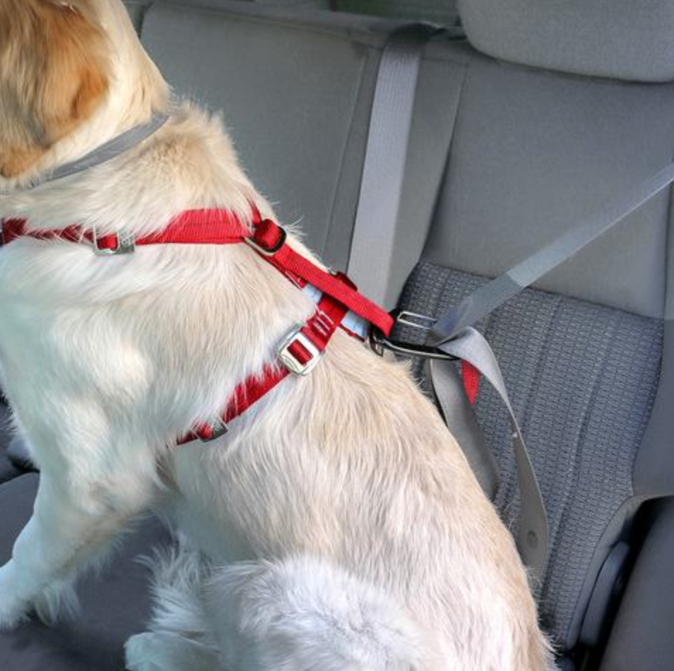 thumbnail image 2 of Kurgo Tru-Fit Enhanced Strength Dog Harness | Crash Tested For Car Safety | No-Pull Design With Seat Belt 2 of 13